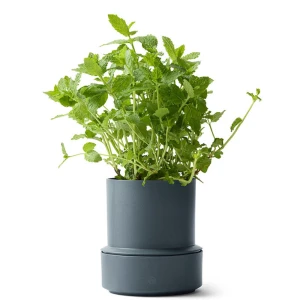 Billund-pot_blueberry_herb_low.jpg
