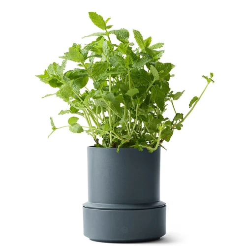 Billund-pot_blueberry_herb_low.jpg