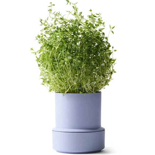 Billund-pot_lavender_herb_low.jpg