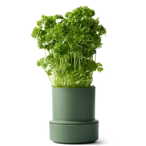 Billund-pot_parsley_herb_low.jpg
