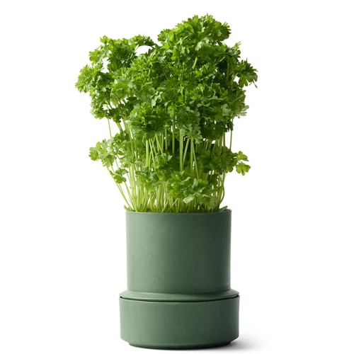 Billund-pot_parsley_herb_low.jpg